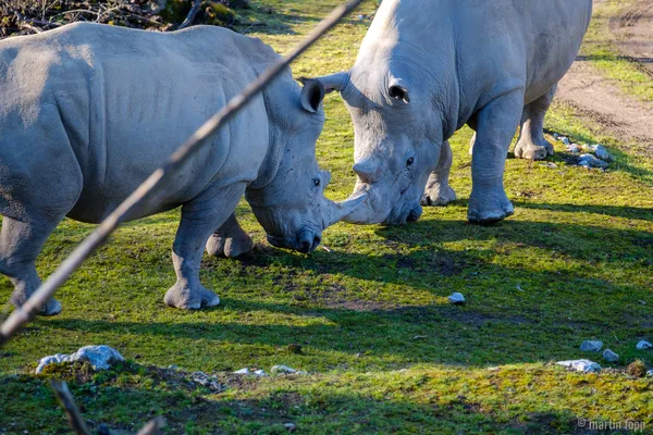 02 Nashörner Zürich Zoo