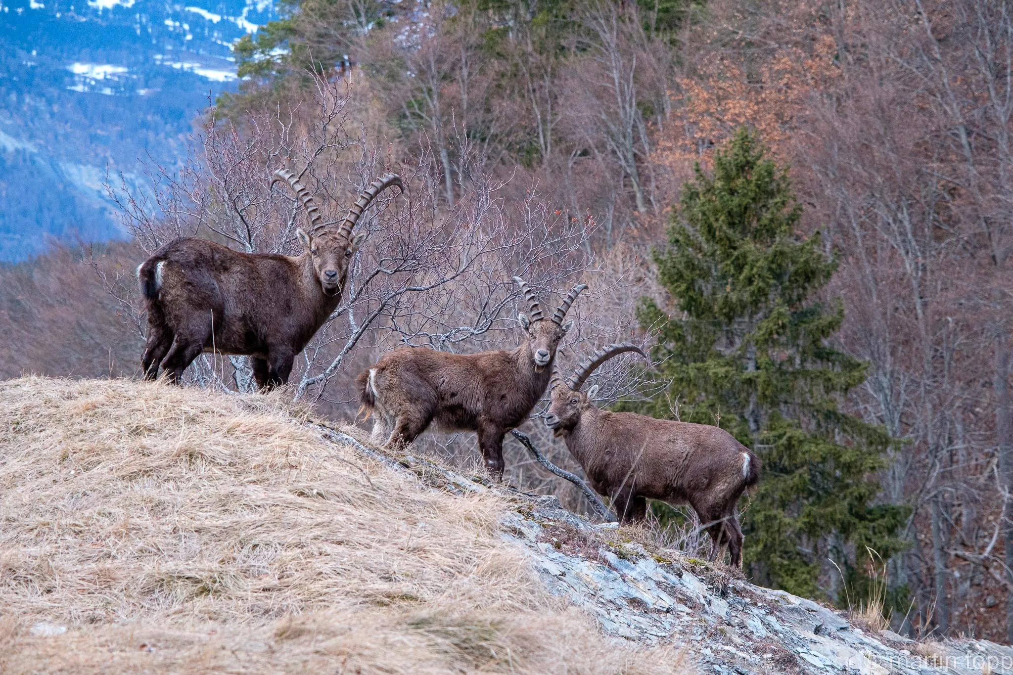 Steinböcke bei der Ruine Alt Aspermont