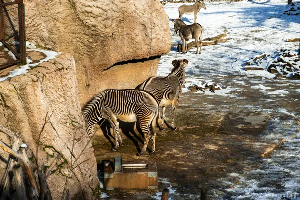 03 verschneiter ZüriZoo