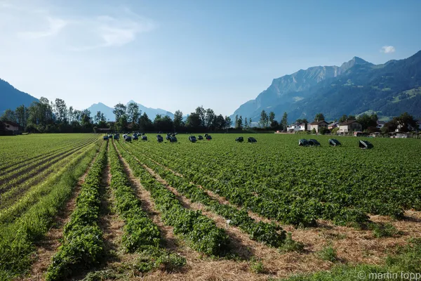 11 erste Erdbeeren sind reif