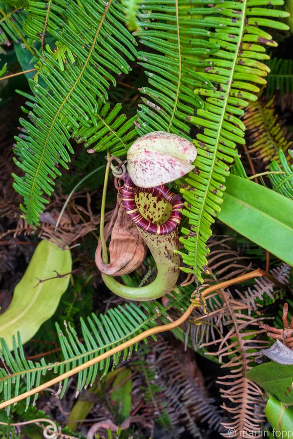 15 fleischfressende Pflanze