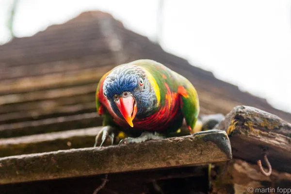 19 vorwitziger Papagei
