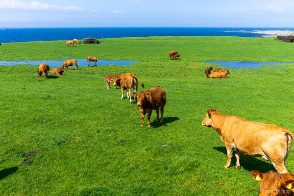 20 Kühe anstelle Deichschafen