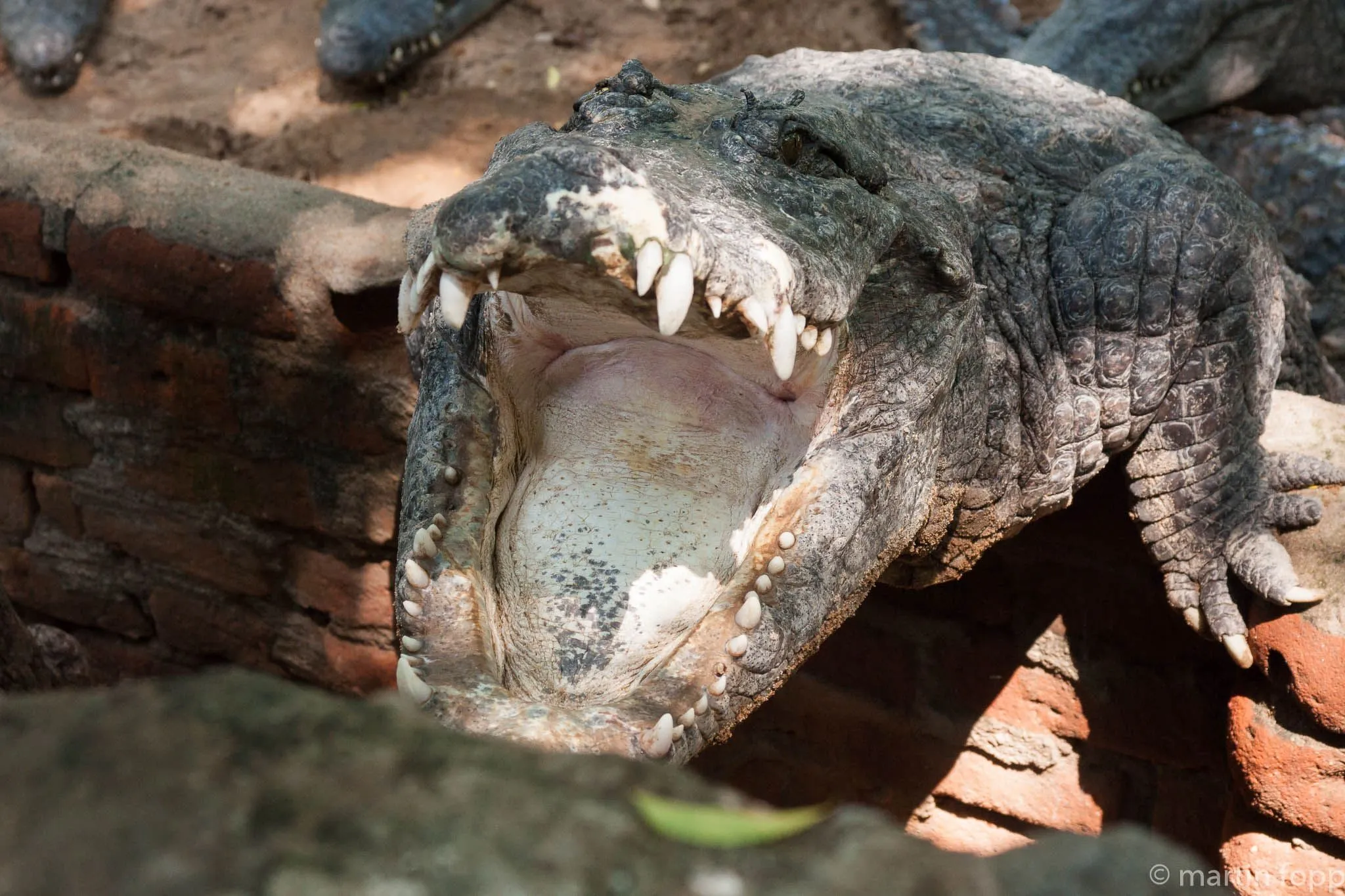 Maamallapuram - Krokodilpark
