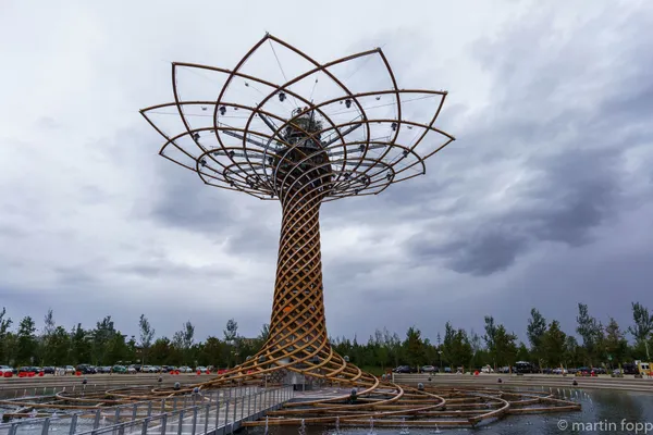 23 Tree of Life