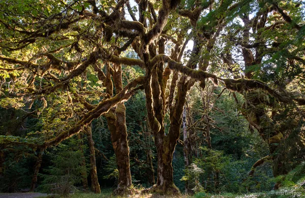 28 Im Olympic National Forest beim Staircase Campground