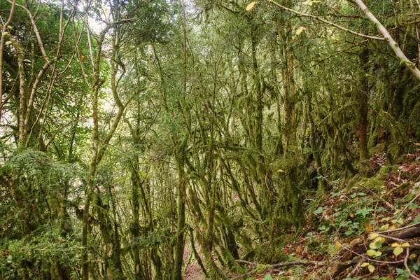 33 Regenurwald bei St Ursanne