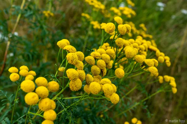 50 Veggli - Blumen
